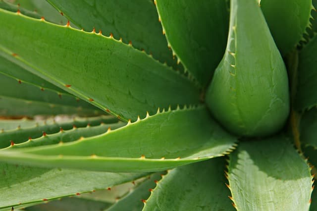 Les bienfaits de l’aloe vera en cosmétique