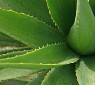 aloe vera