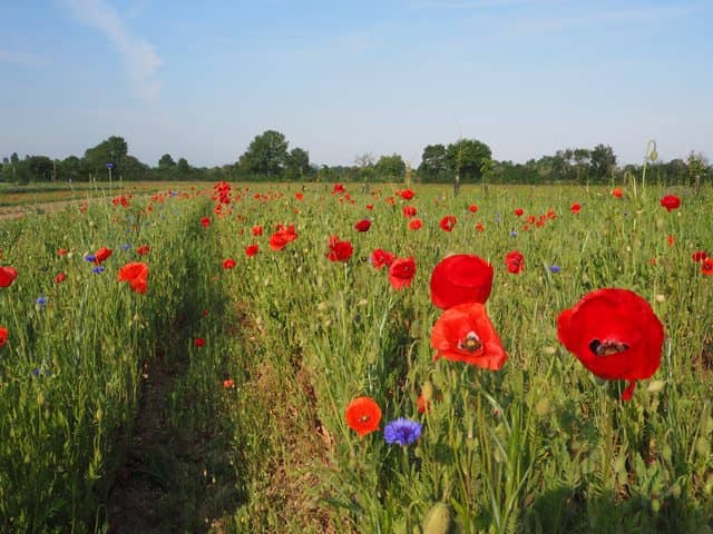 Coquelicots